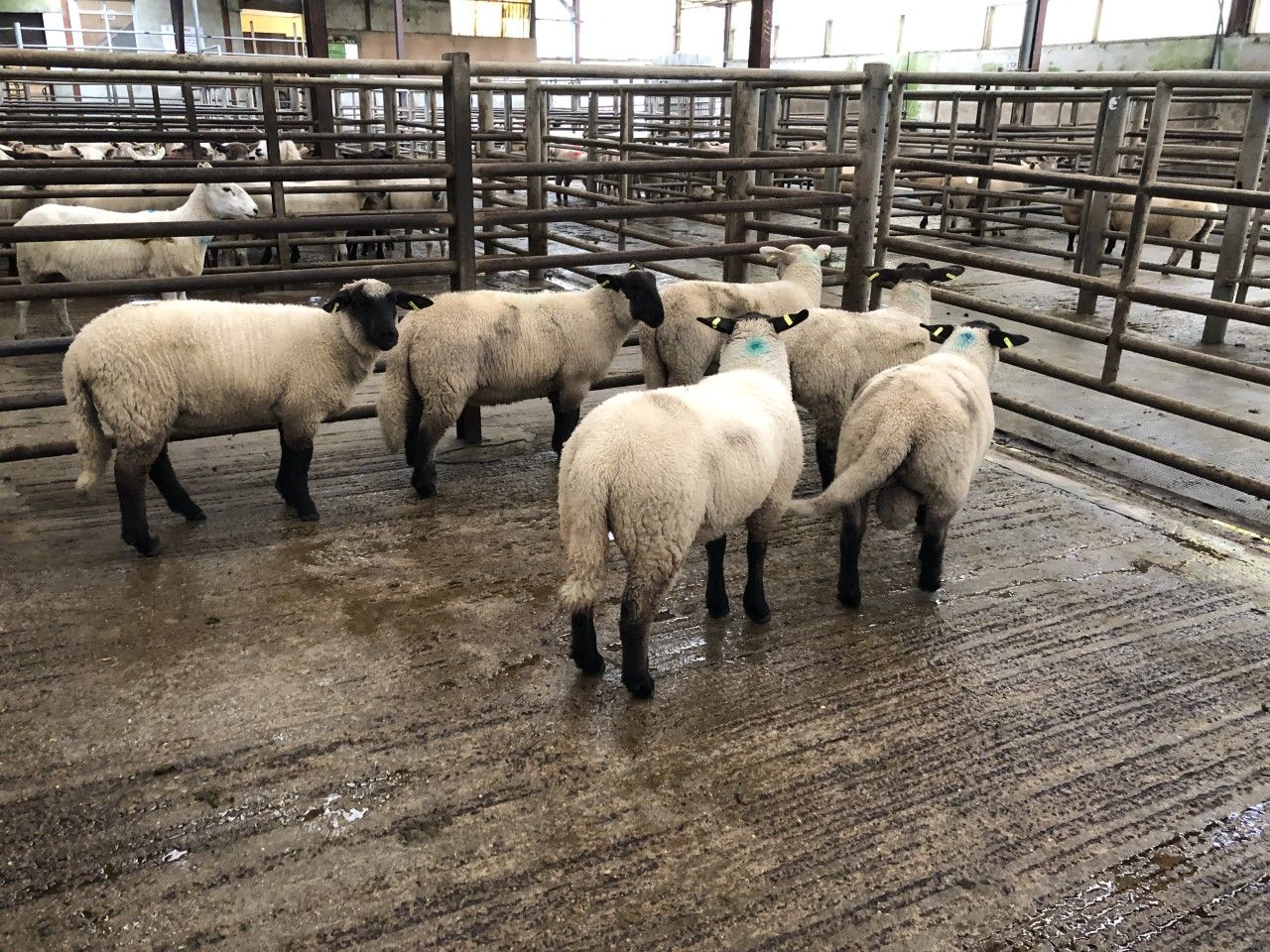 Sheep trade: Lamb quotes holding around the €5.30-5.40/kg mark