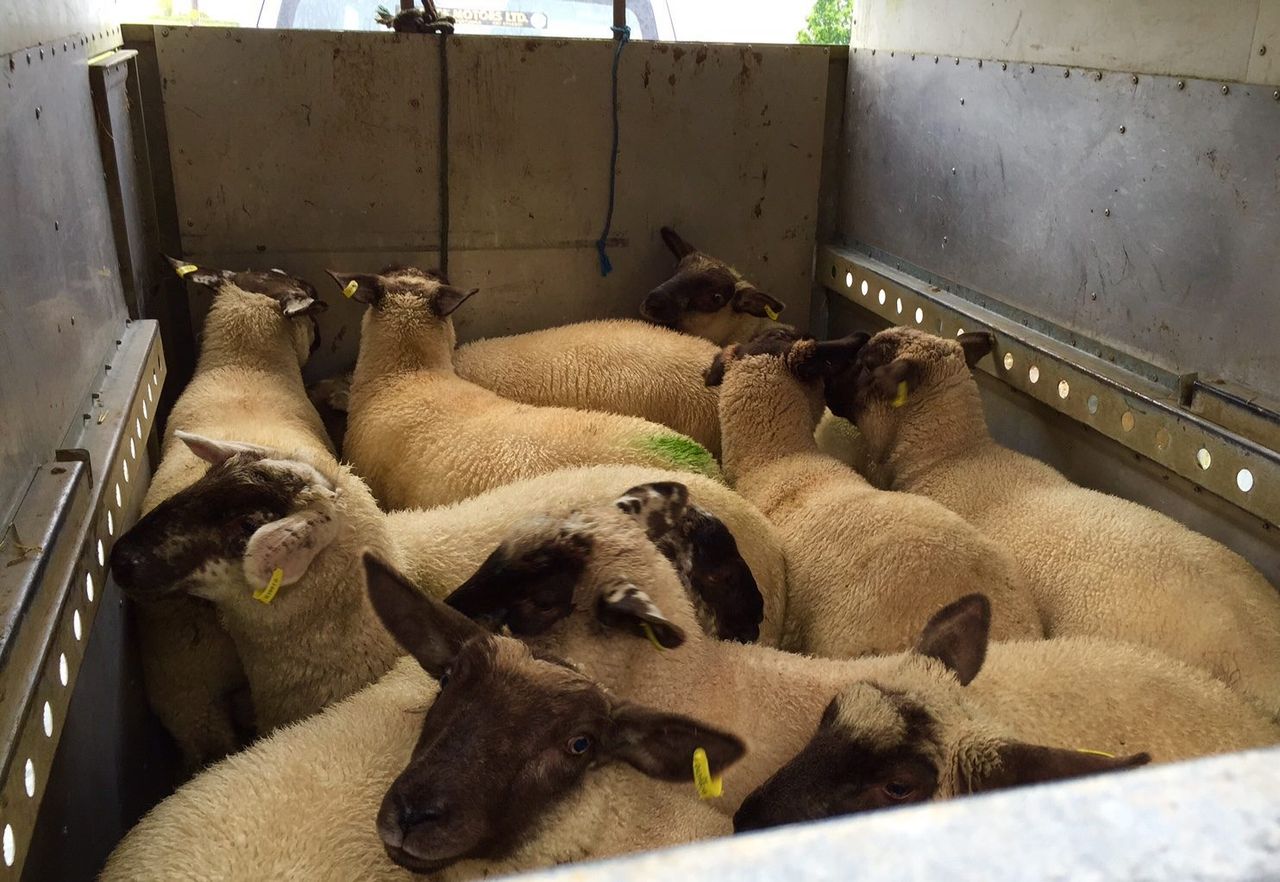 Over 120 Irish lambs die on flight bound for EID festival