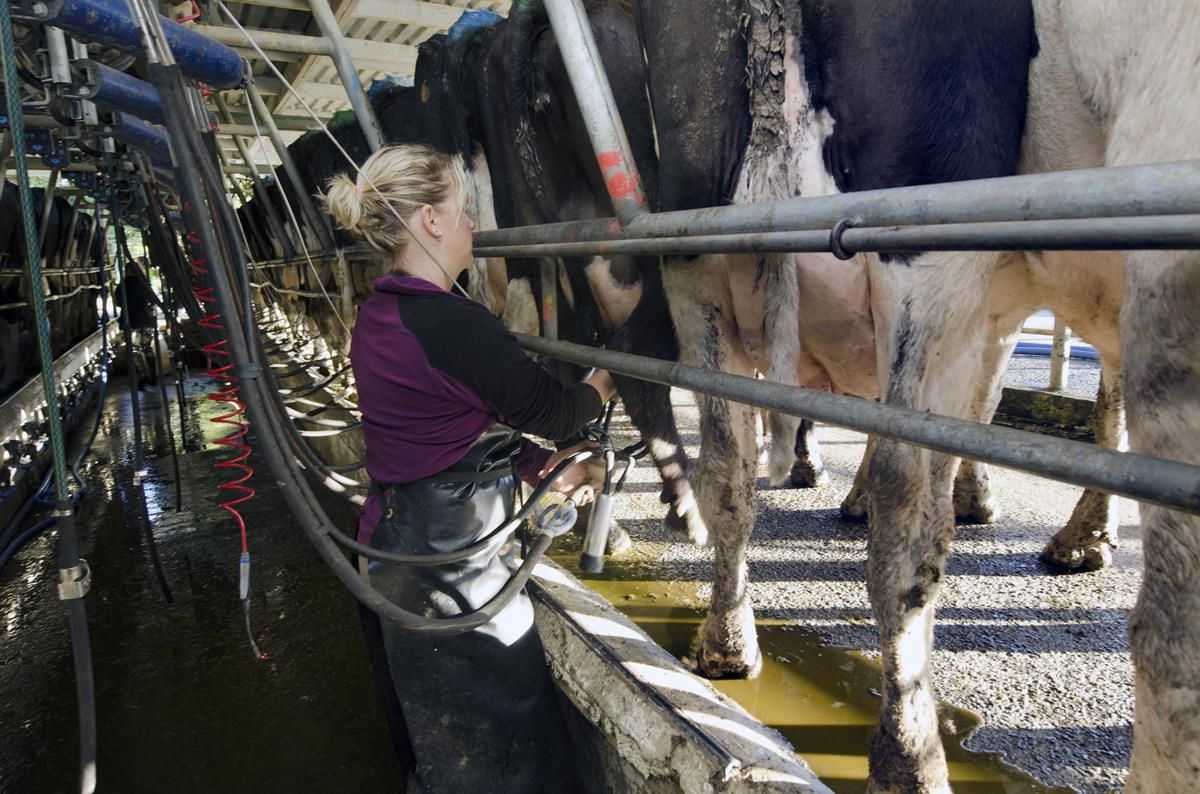Increase in January milk price announced by Arrabawn Co-op