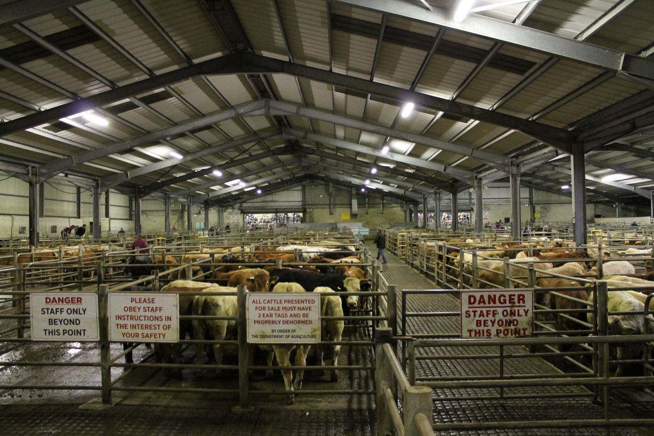 MMI: Farmers wishing to trade stock urged to contact local mart