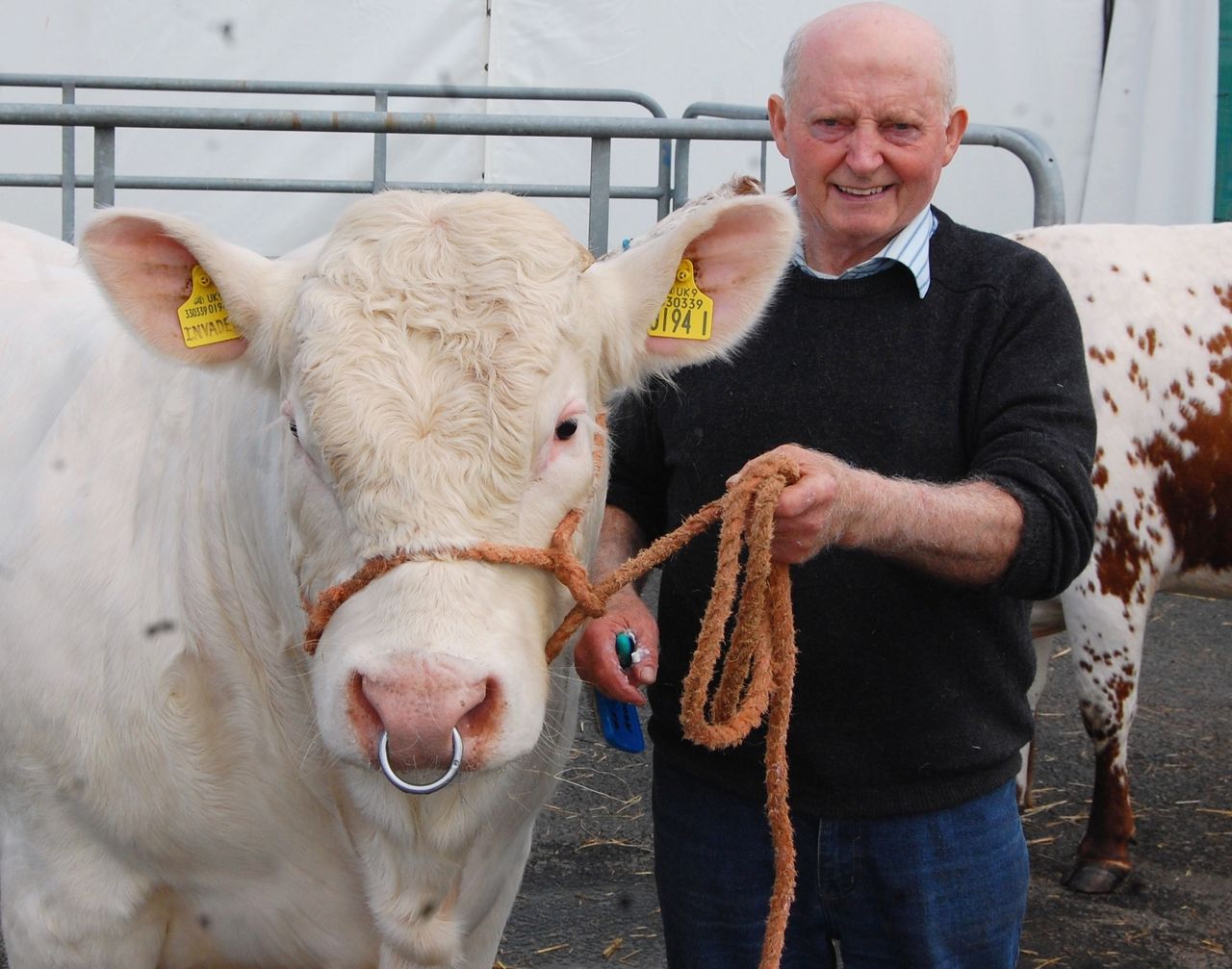 Ready for the off on Day 1 of Balmoral Show: Co Down Charolais breeder Albert Connolly with his yearling bull Brigadoon Invader