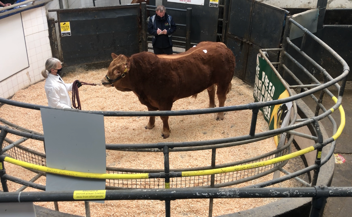 Prices peak at €6,600 - with a strong average for Limousin bulls in Athenry