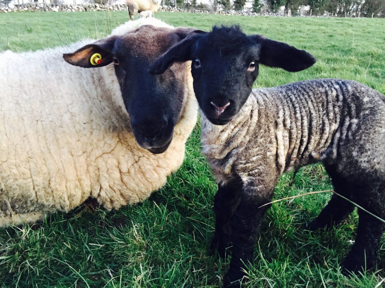 Lambs will not 'burst' if they're fed 5 or 6 syringes of colostrum - Teagasc