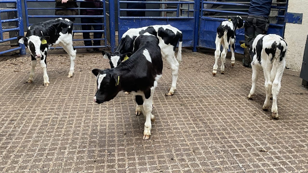 Table: Average calf prices ease after strong price rises