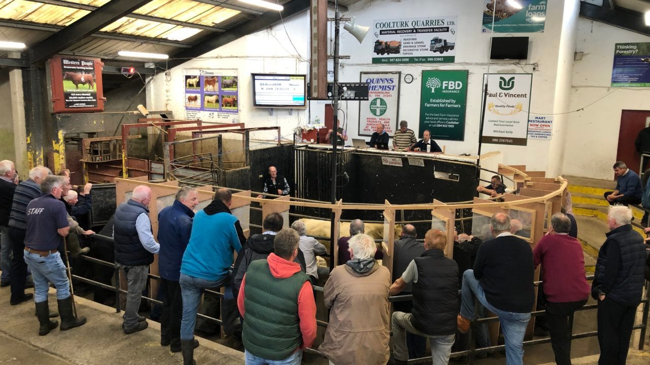 Dovea Genetics to host beef breeding event at Ballina Mart