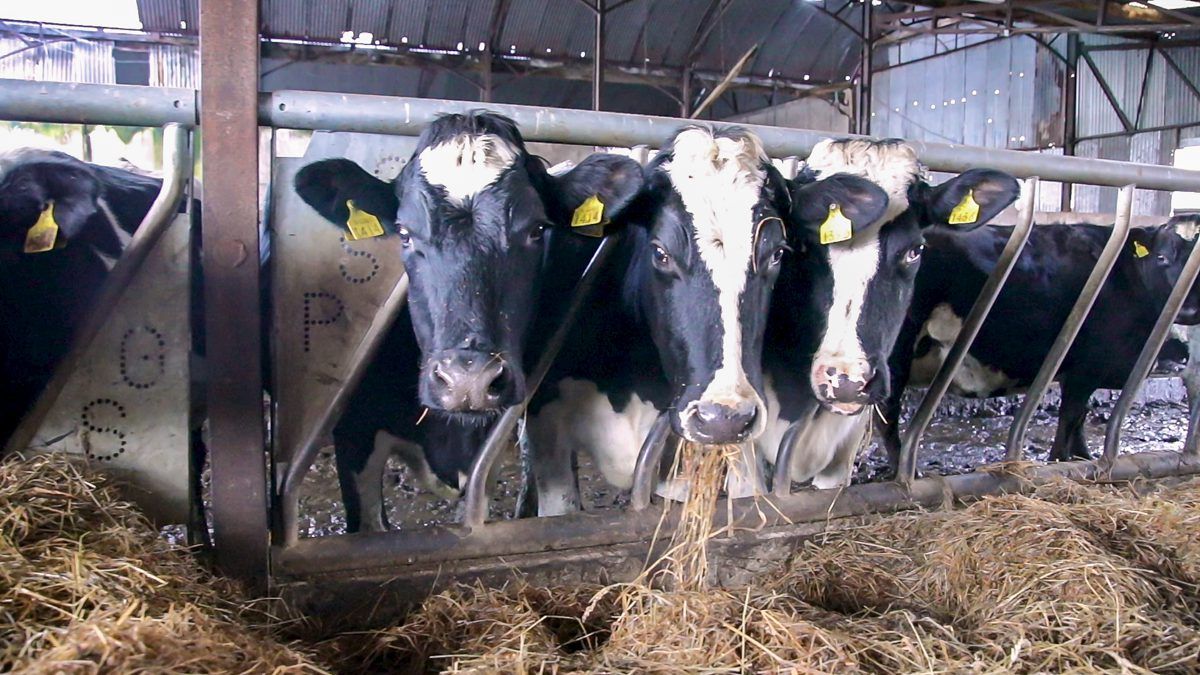 'Welfare is important for dairy cow productivity'