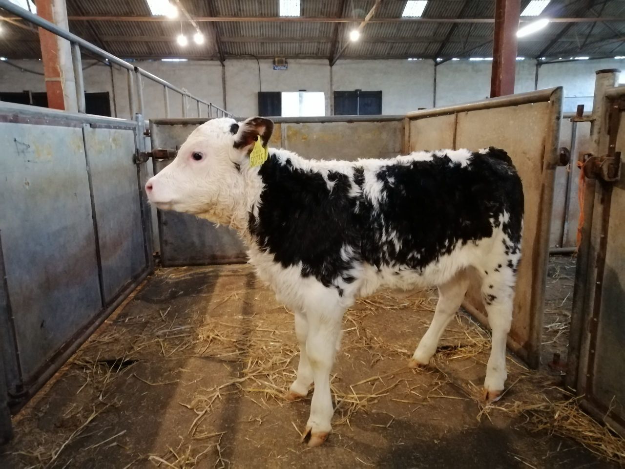 Calf trade bounces back at Enniscorthy Mart
