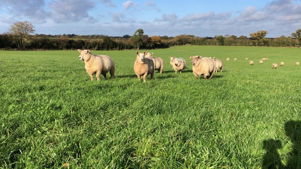 Sheep trade: Factory prices lift again and cull ewe prices near €400 at marts