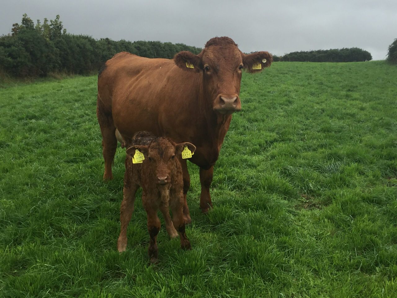 'Postal delays' sees genomic tag selection deadline extended for some farmers