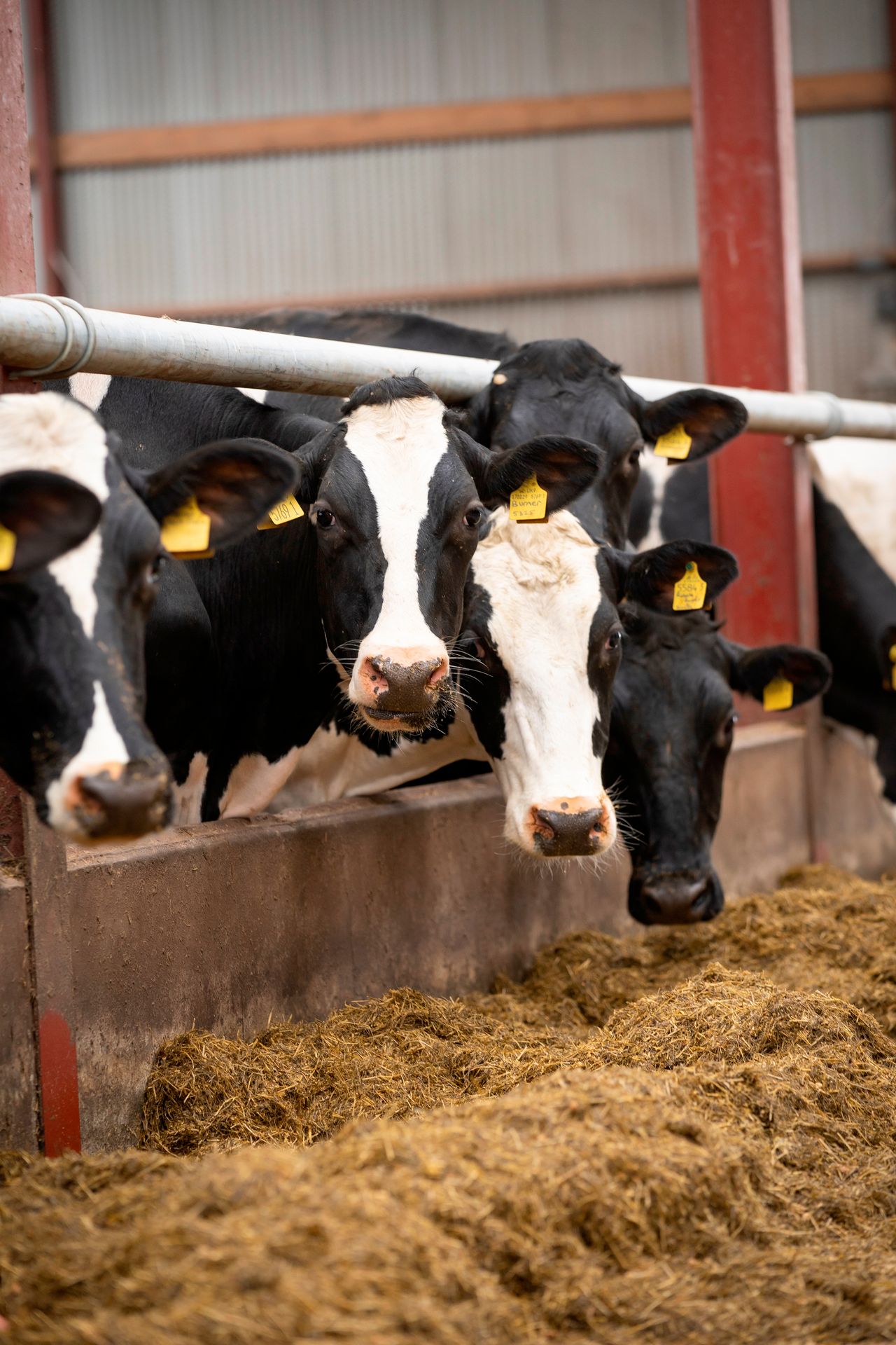 Autumn calving: Reducing the risk of metabolic disorders