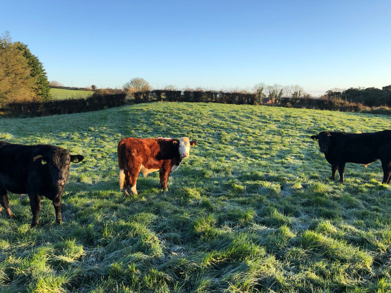 Factory quotes: Cattle price rises 5c/kg as supply tightens