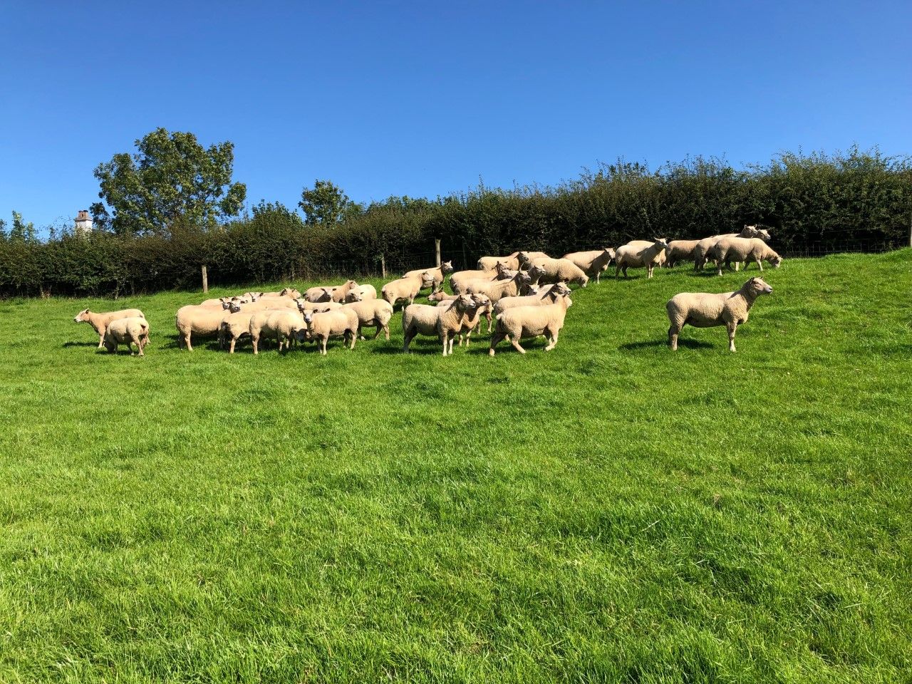 Back in focus: 'Constantly breeding new bloodlines to produce quality sheep'