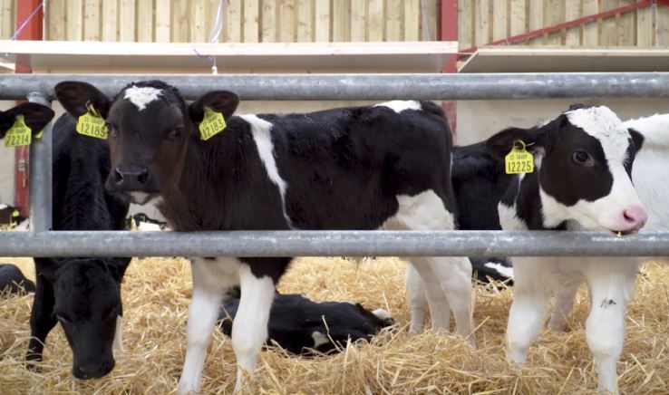 'Absolutely no foundation' to 'morbid rumours' about calf welfare