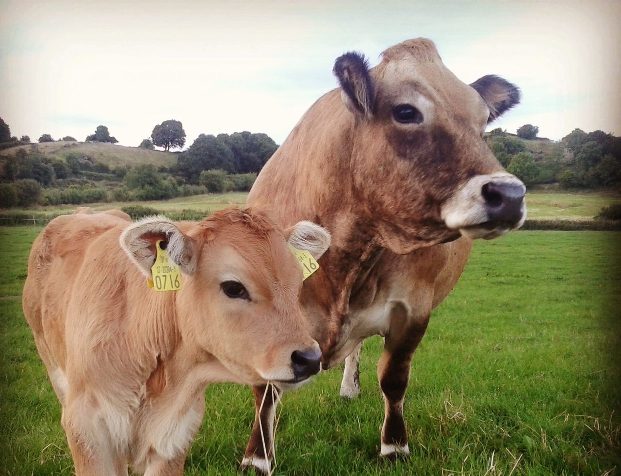'Innovation is key' as Aubrac society celebrates 20-year anniversary