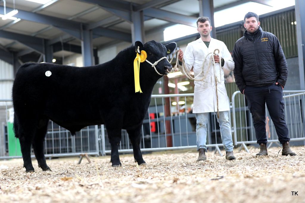 Lot 43 Ellens Buddy sold for the top price on the day of €8,800 for Niall Conaty from Co. Cavan. Source: Tricia Kennedy