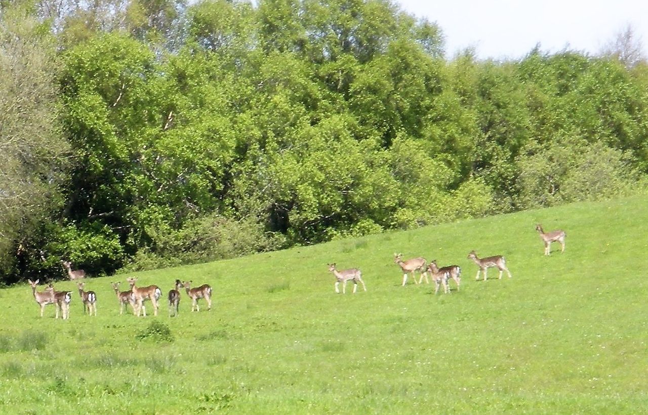 Wild deer: 'They have me destroyed; they eat all the grass and wreck all my fences'