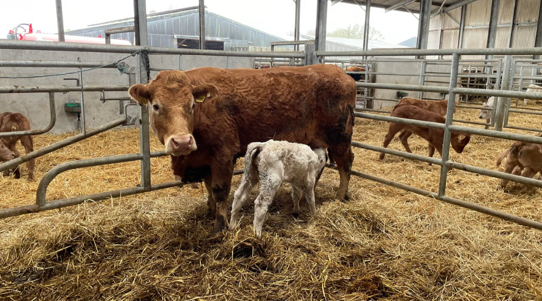 Explainer: Amending SCEP reference number in reduced cow herds
