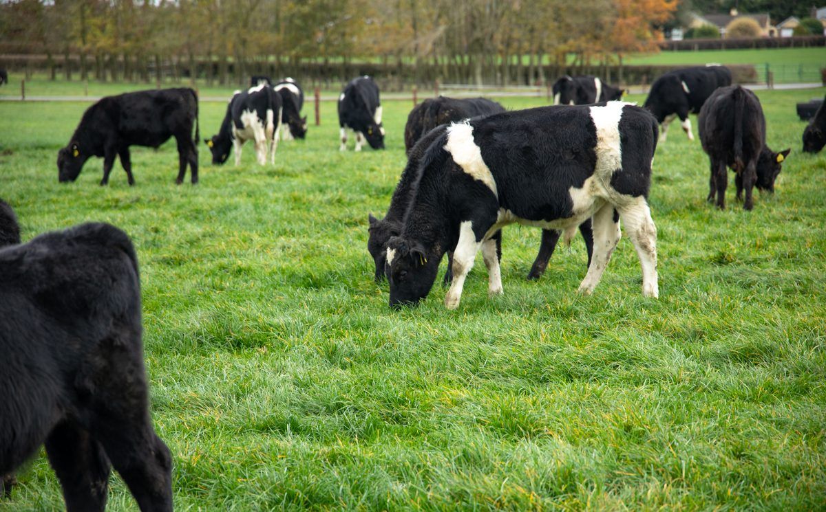 Farmers wanted for Teagasc Green Acres Calf to Beef Programme