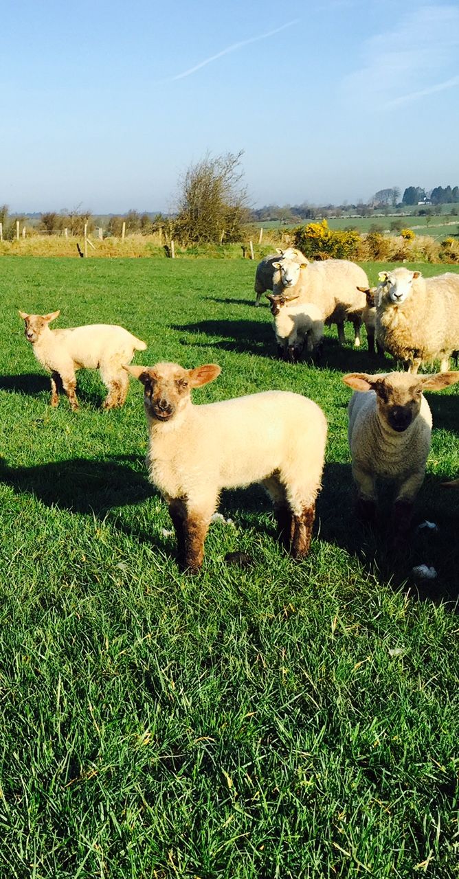 Lambs reach slaughter weight 25 days earlier on UCD's multi-species sward trial