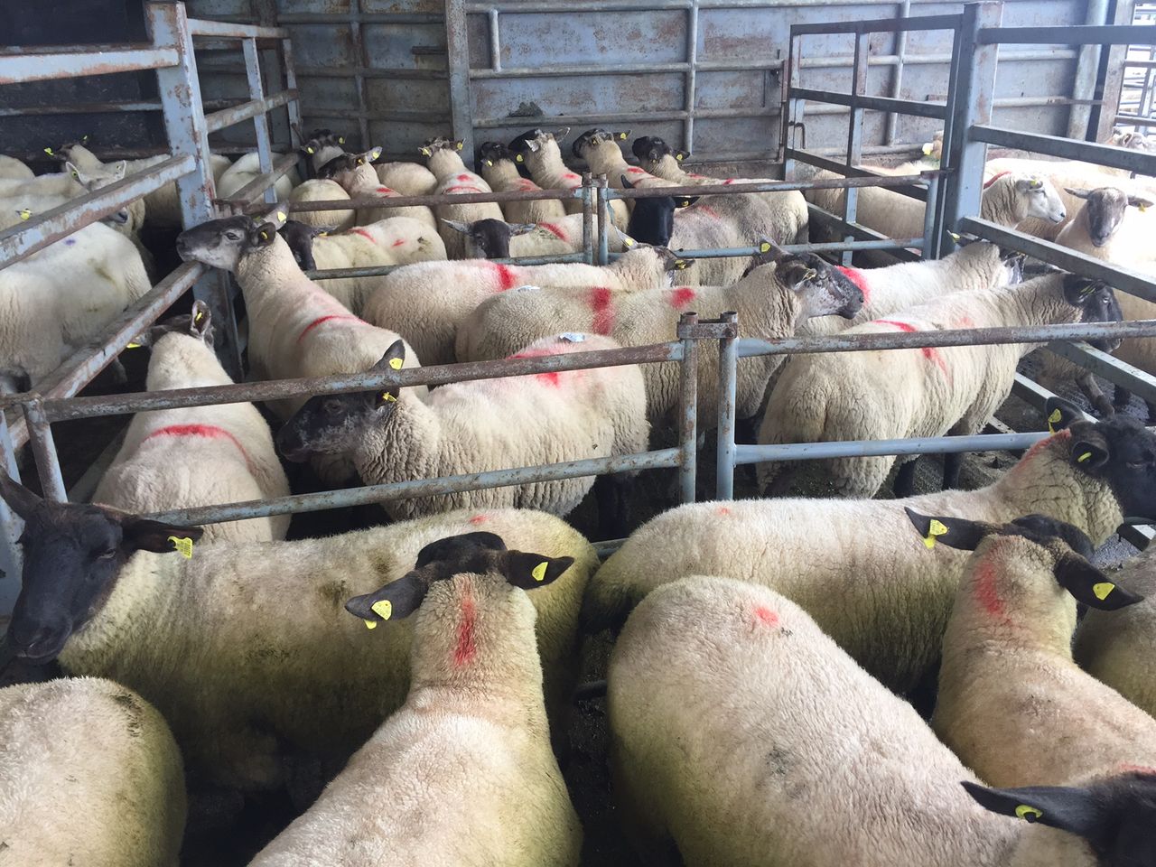Quality: The main driver of price in sheep marts