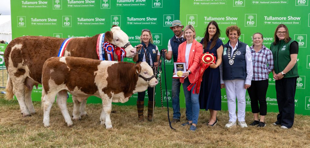The champion Simmental owned by Lyndsey Behan from Ballyfin, Co. Laois. Source: Alf Harvey