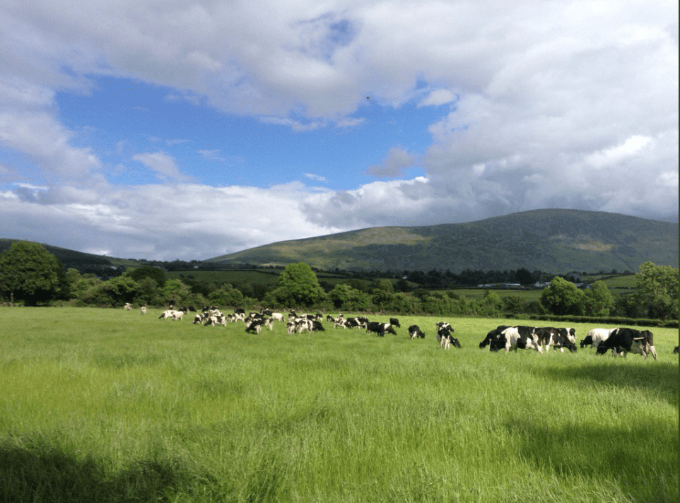 'Grass growth plummets from highs seen in early June'
