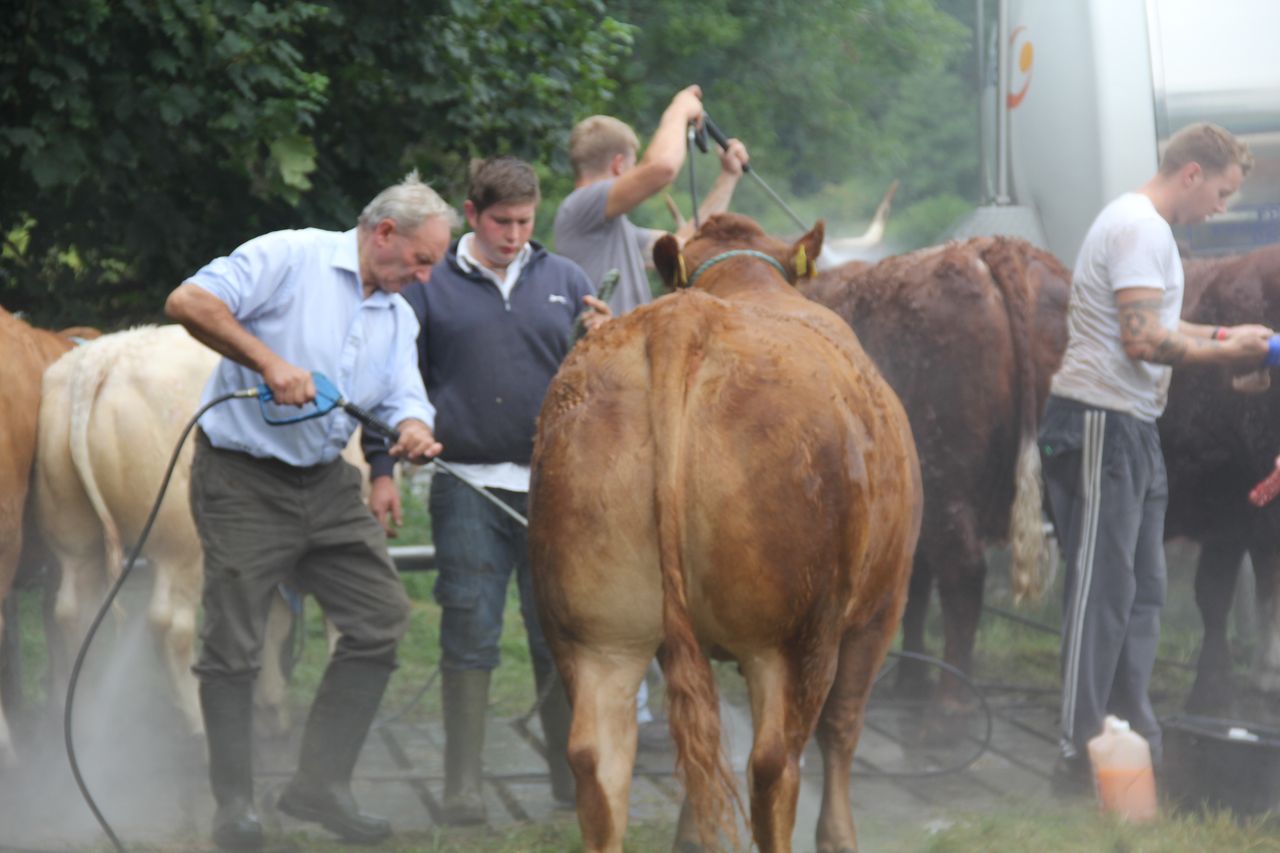 A flavour of livestock at the 72nd Virginia Show