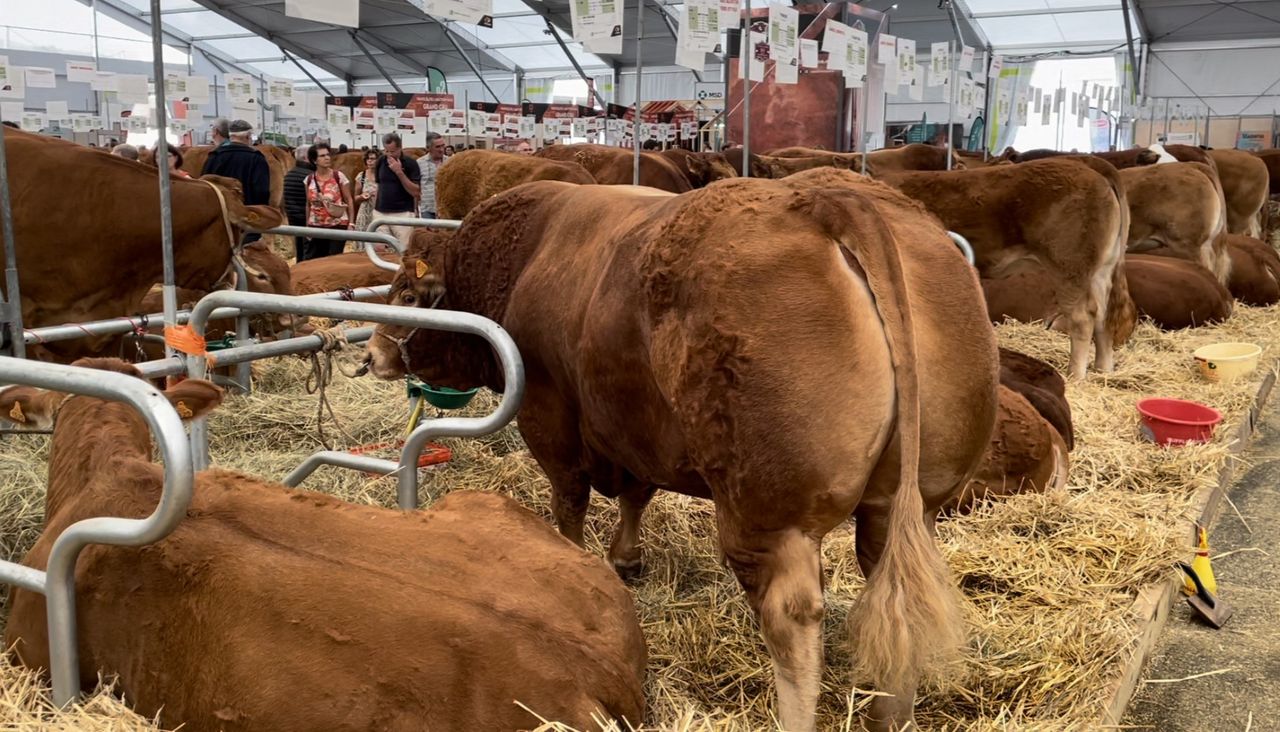 Video: Breed championships in the home of Limousin cattle