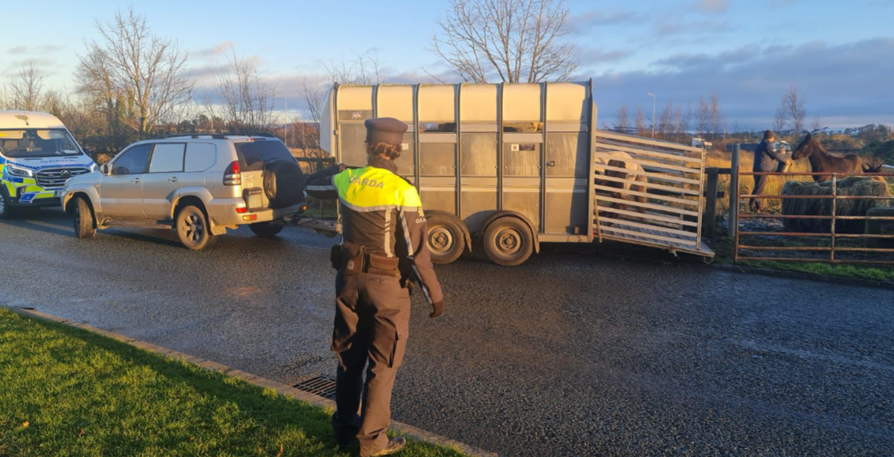 Gardaí in Kildare seize horses because of 'animal welfare concerns'