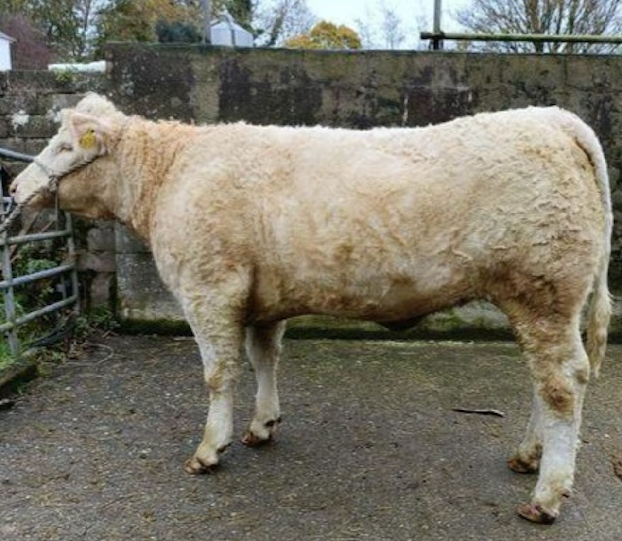 Pedigree heifer prize up for grabs as Ballylinan GAA hosts Oskars