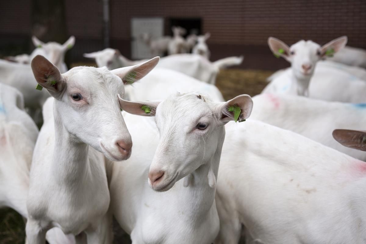 First case of CAE goat disease discovered in Northern Ireland