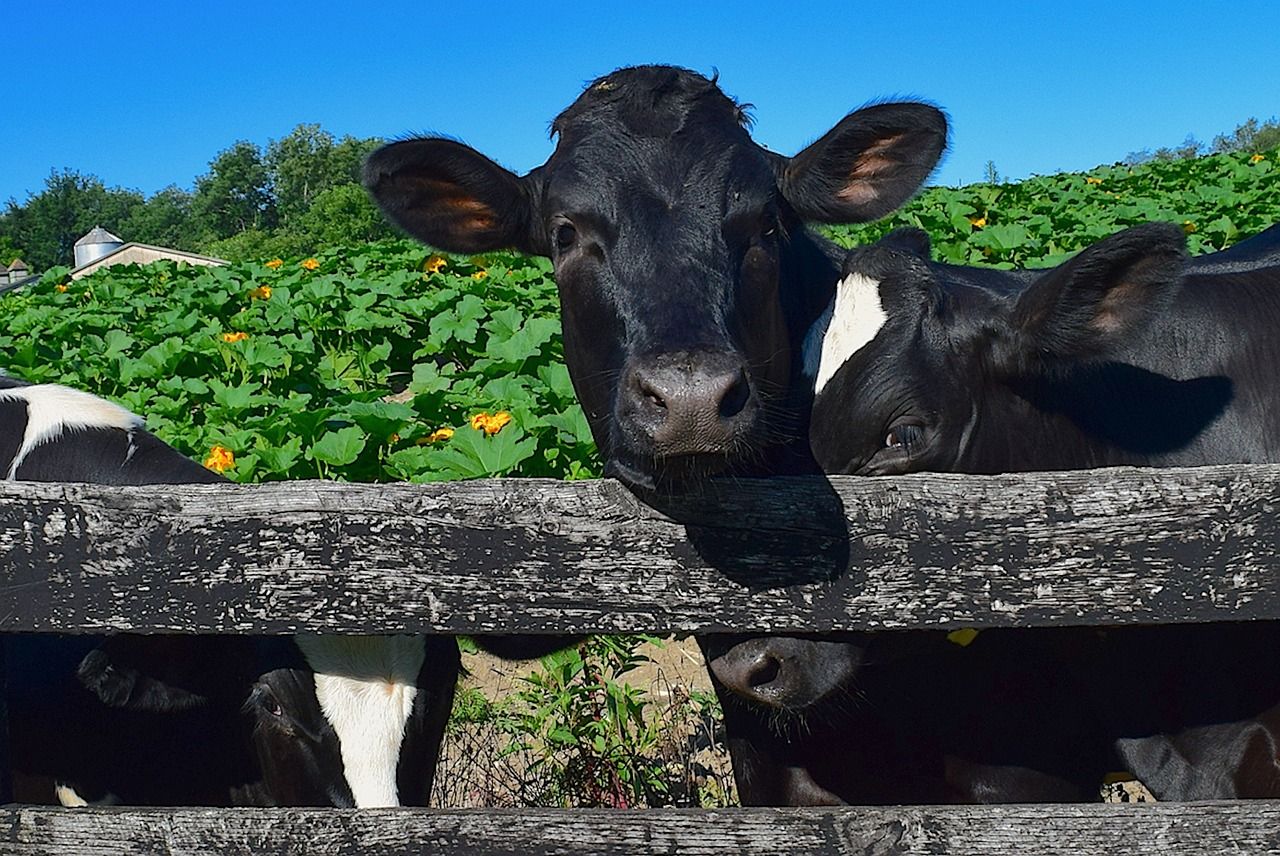 Bird flu detected in dairy cows in the US
