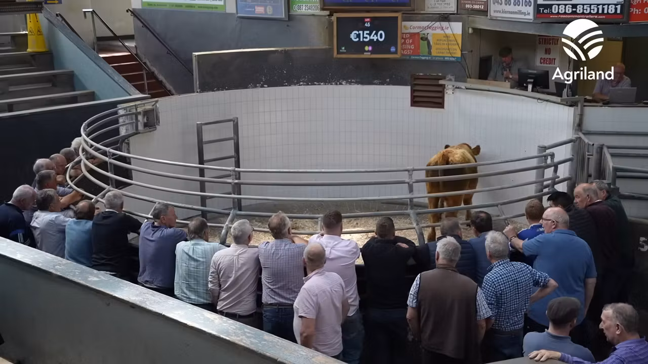 Will the rising cattle prices at marts continue?