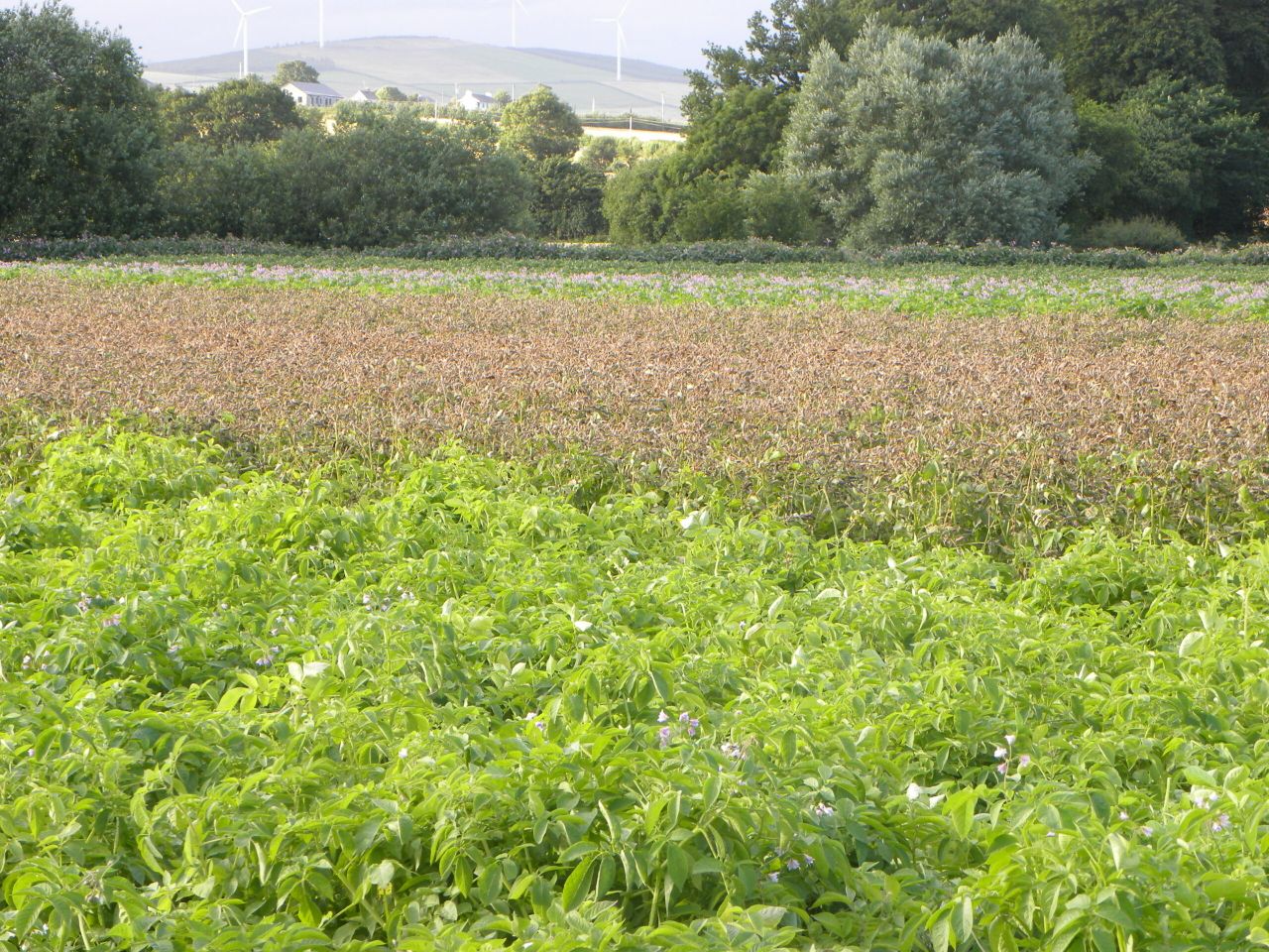 'Salad potato production is a one-horse race'