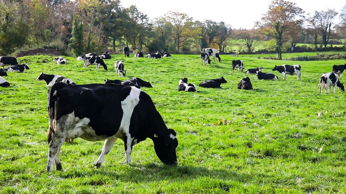 Bord Bia: Irish dairy exports up 14% to €7.3 billion in 2025