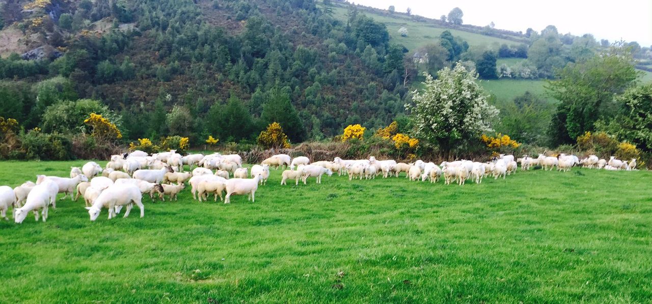 Over 2,000 applications submitted to Sheep Welfare Scheme to date