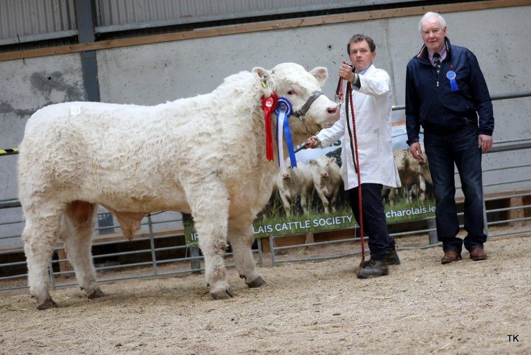 Reserve Champion – Derryolam Vacha