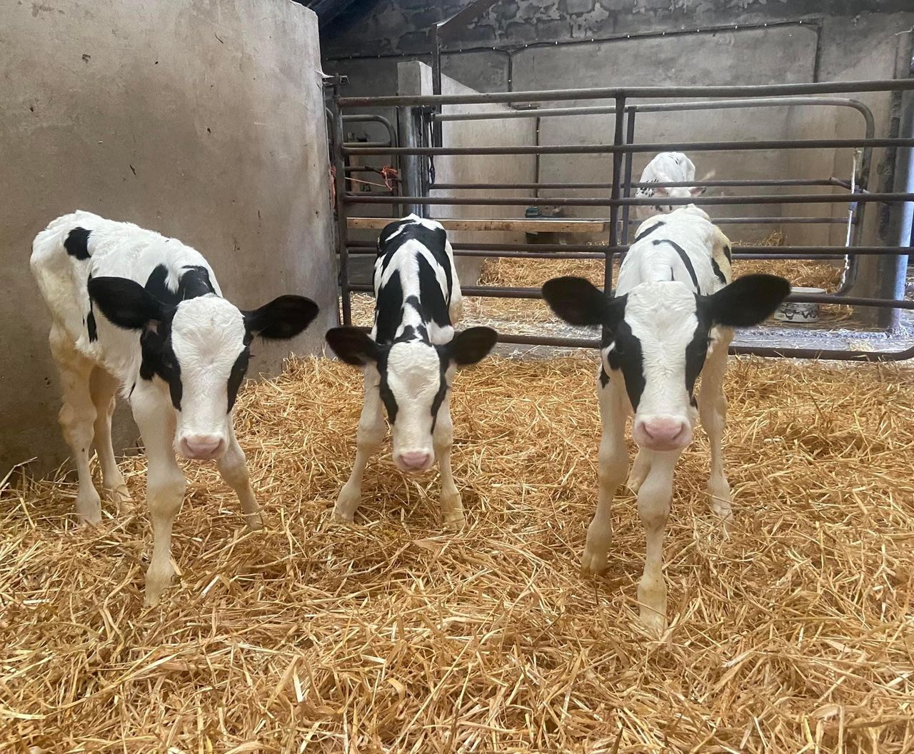Pedigree triplet calves born on Co. Kerry farm