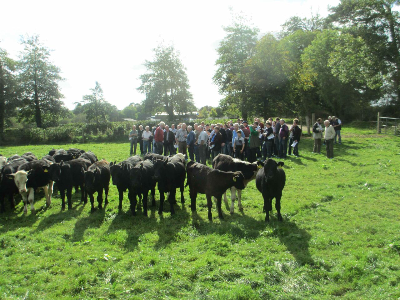 Housing and feed to be focus of DairyBeef 500 webinar