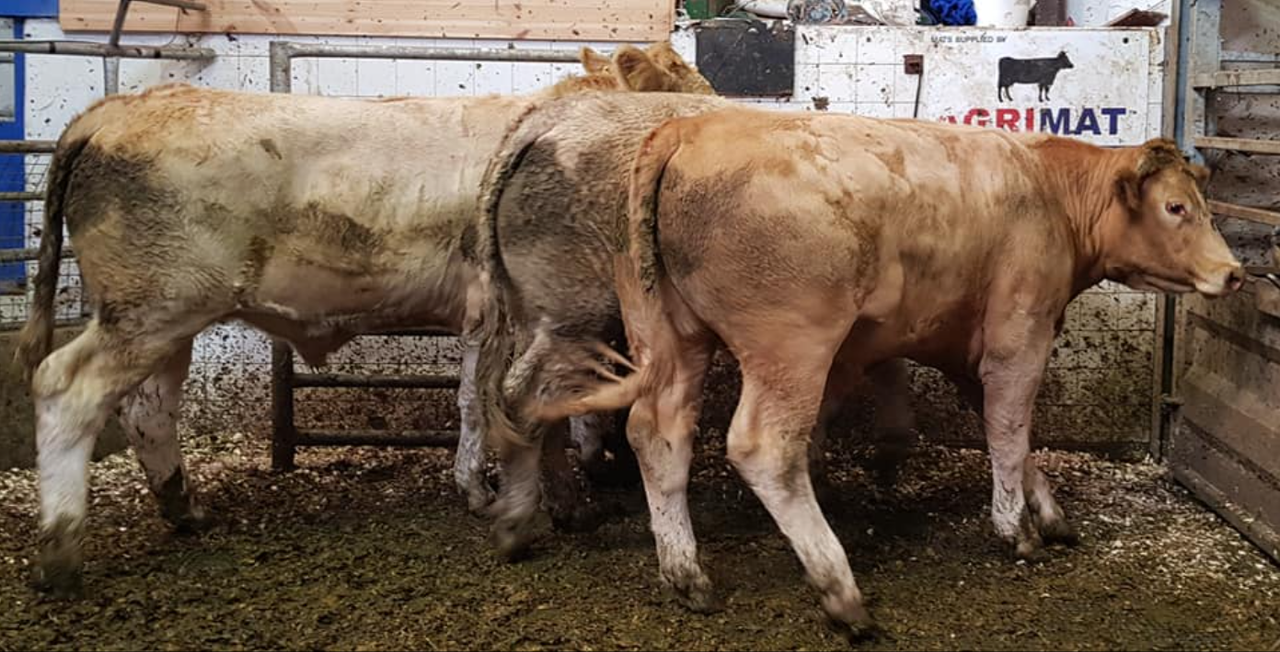 Pics and prices: Boost in trade  at New Ross Mart