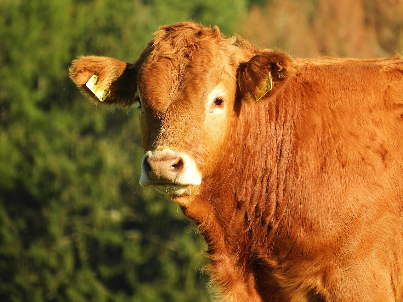 DAFM releases county-by-county Beef Welfare Scheme numbers