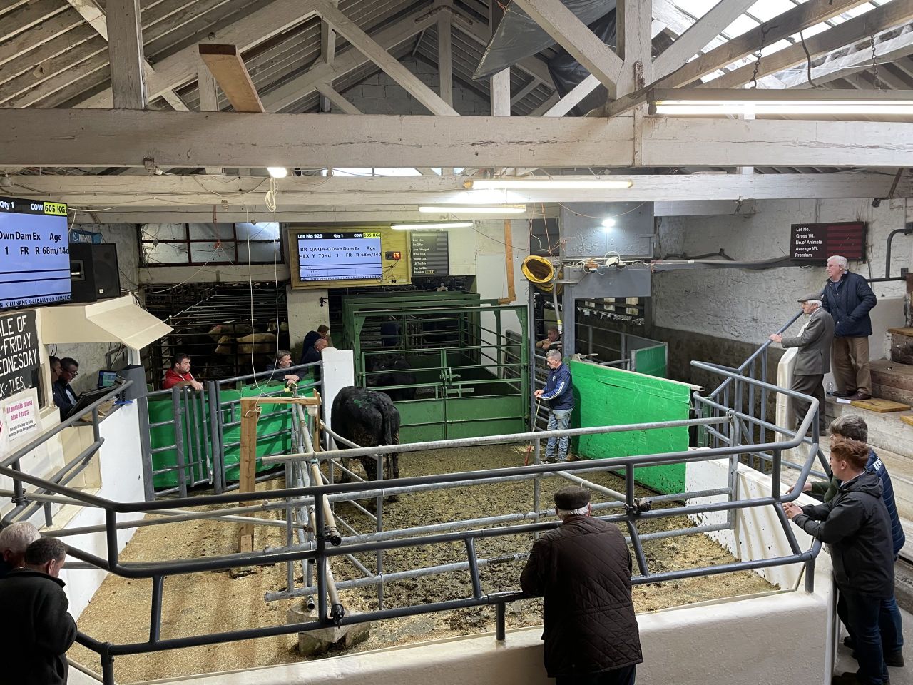 Trade for lighter cattle strengthens in Tipperary town