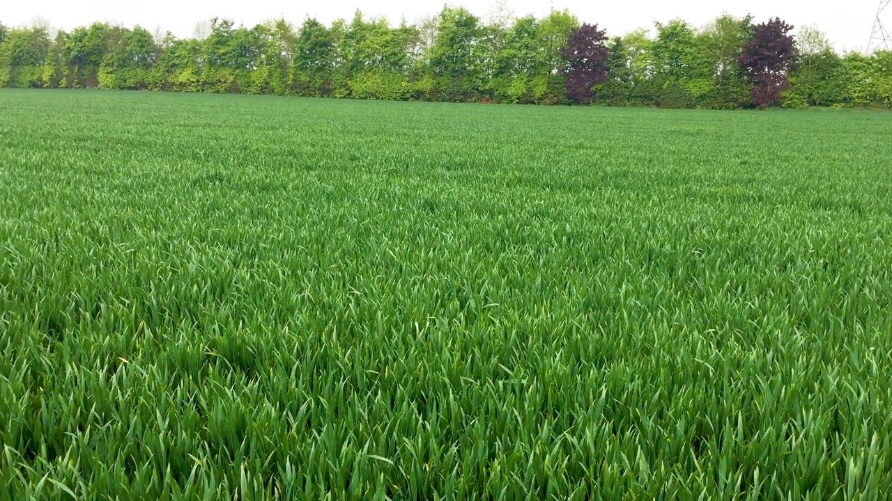 CSO: Cereals area increases by over 2% in June 2025
