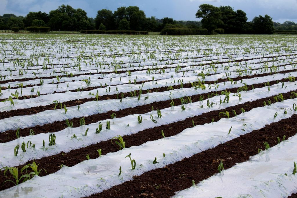 A crop of forage maize drilled on May 4 this year