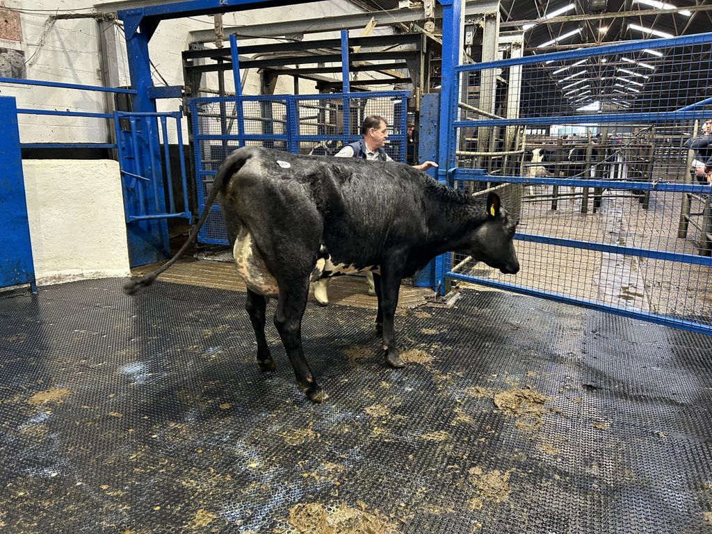 Lot 90: Simmental cross, first calver made €1,940