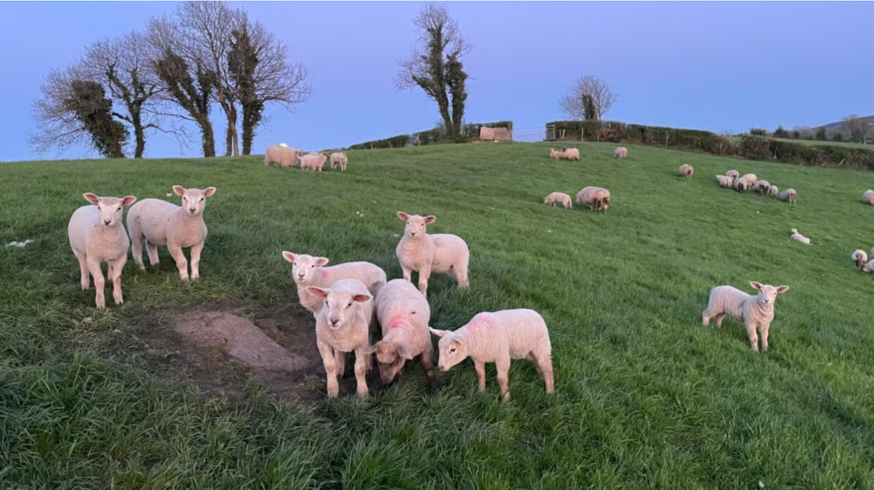 Sheep trade: Weight limits, prices and QA bonuses all rise this week