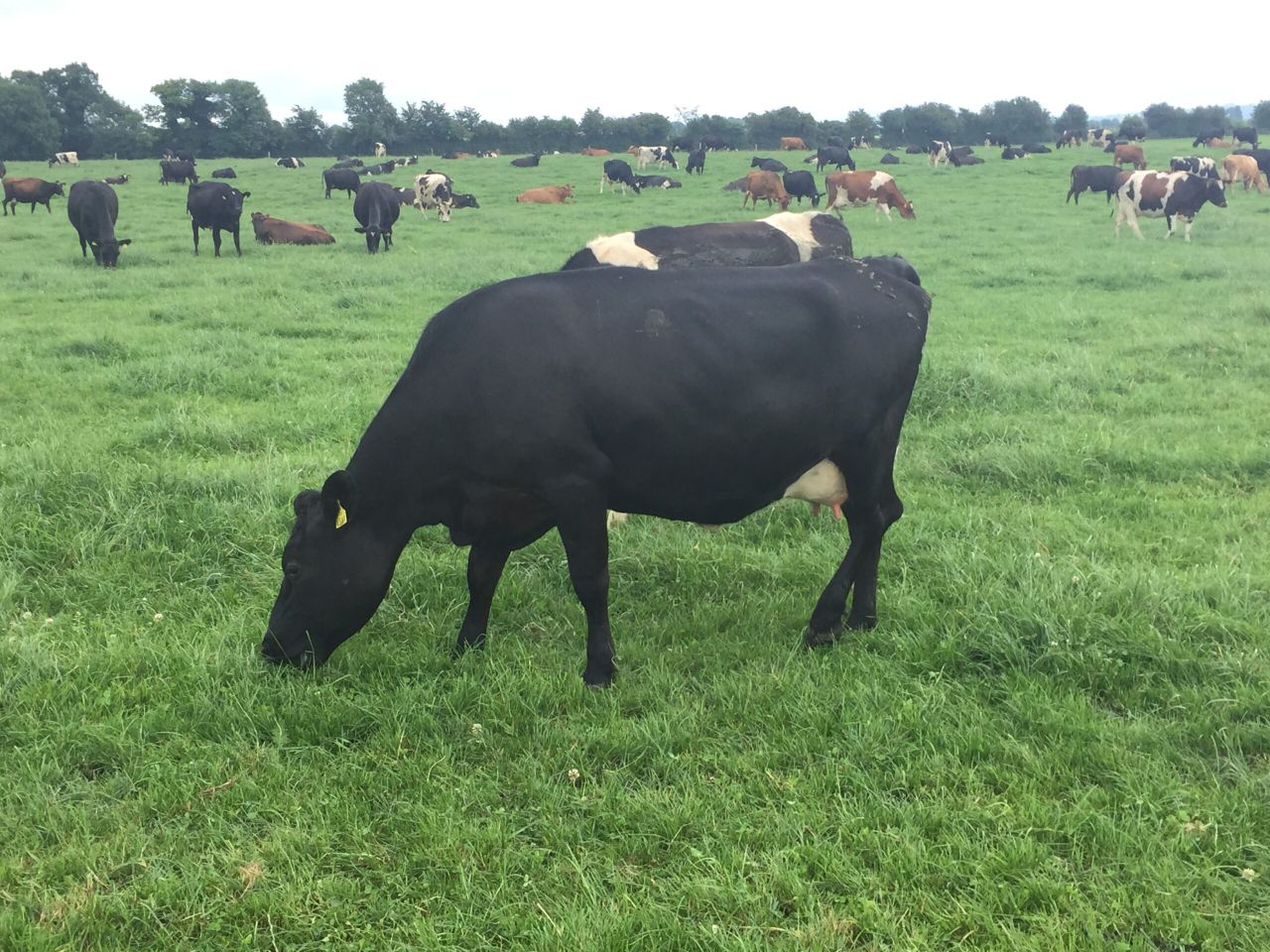 Moving to 220 cows: Crossbreds deliver the goods, but there's room to improve