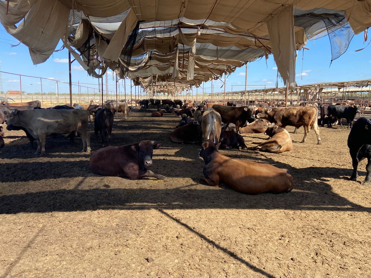 Milking hundreds of cows and finishing 2,000 Brazilian-origin bulls in Egypt