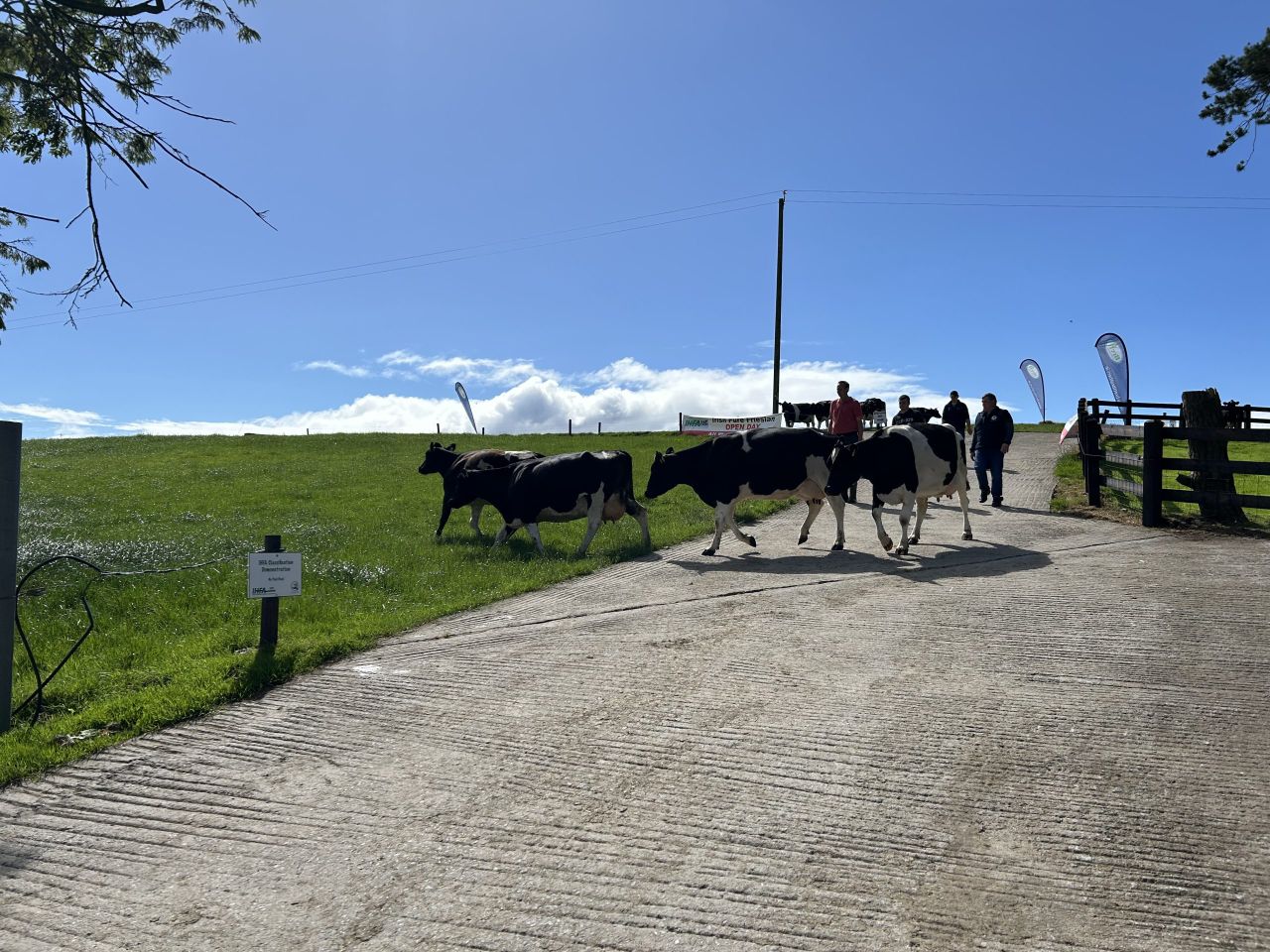Dairy Throwback: Simple cow nutrition works on Kilkenny farm