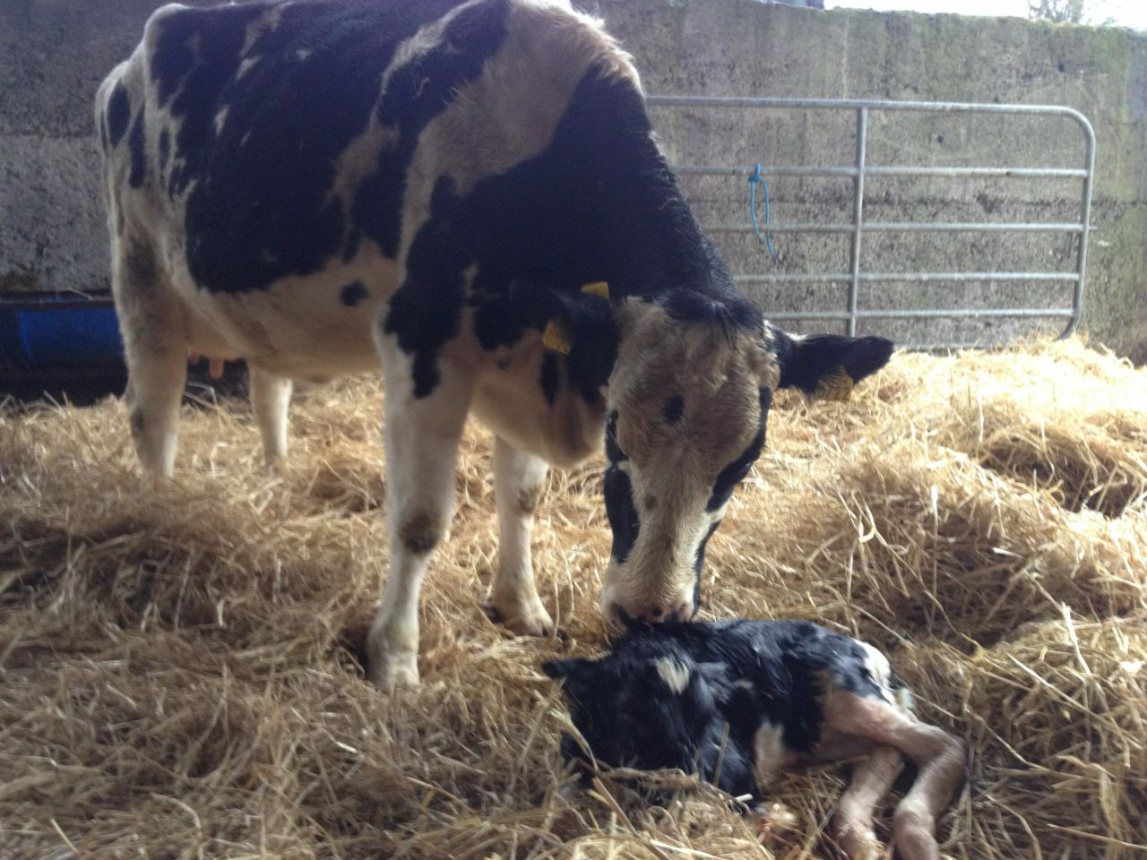 Do you vaccinate your cows for Lepto?